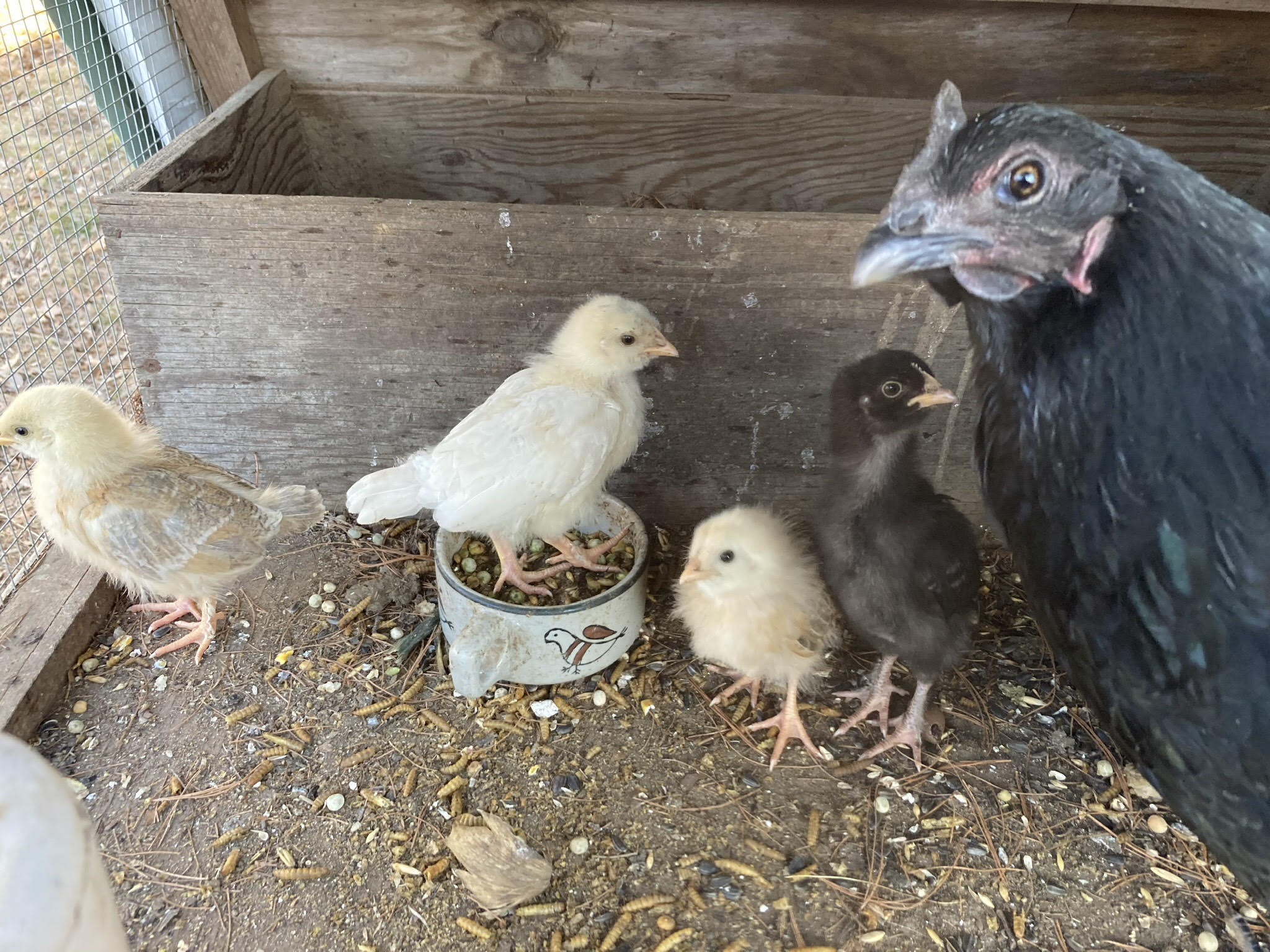 Chicken: Amythyst, with her chicks