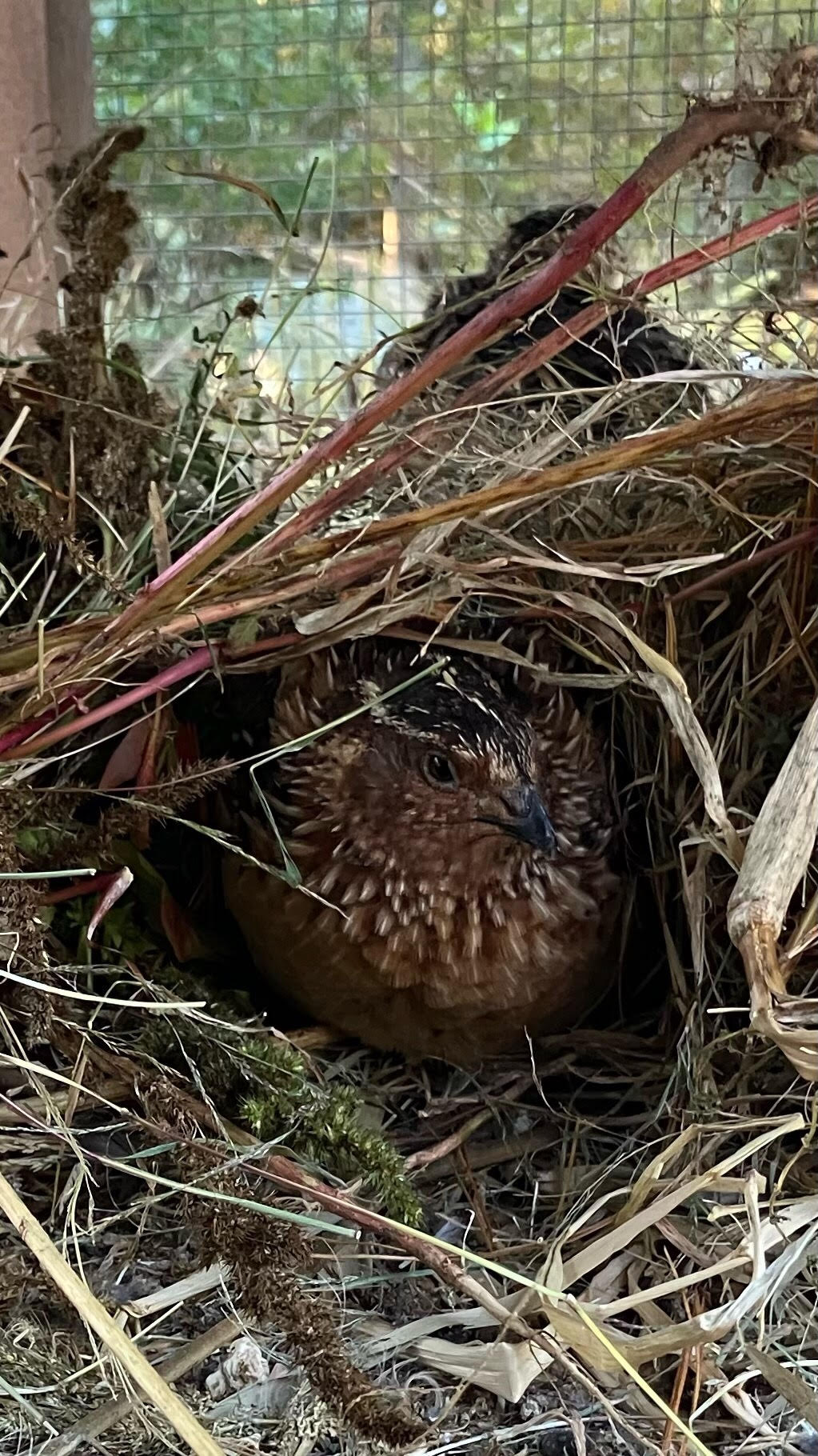 A Quail nesting in a burrow