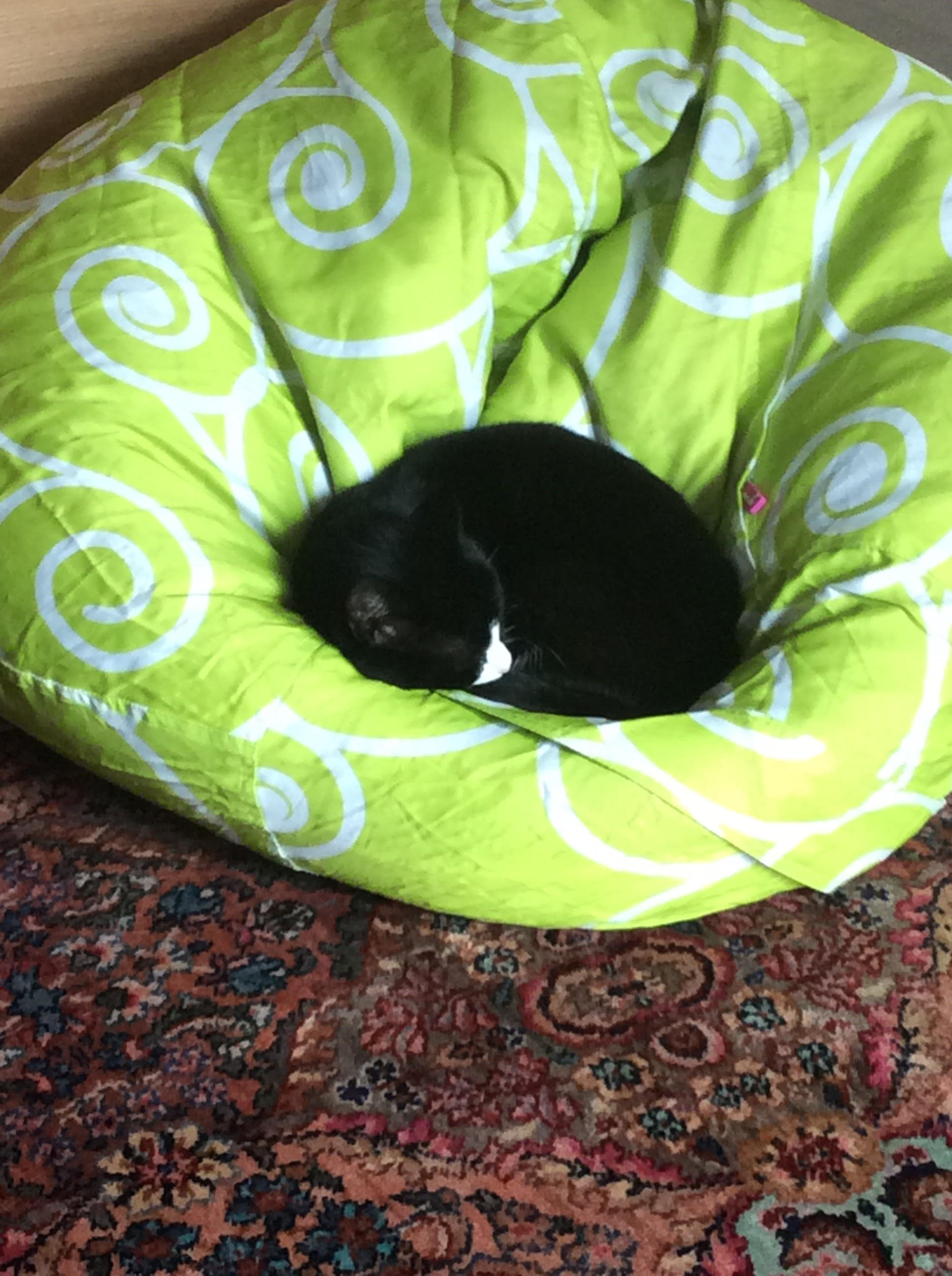 Sprinka on a bean bag